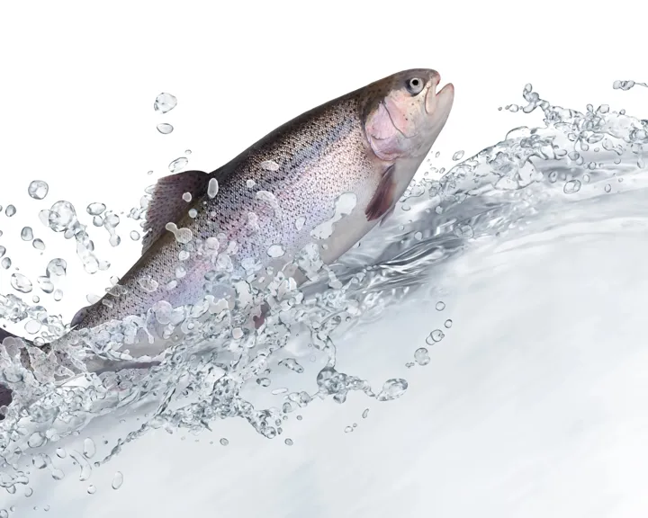 Picture of a fish swimming in water