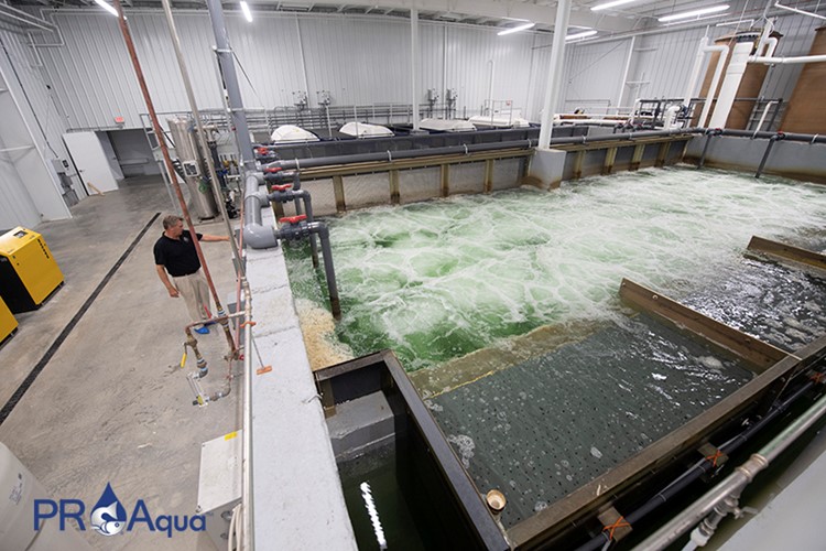 Ideal Fish facility PR Aqua