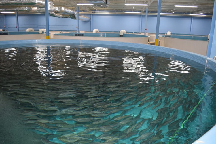 fish farming ras pools