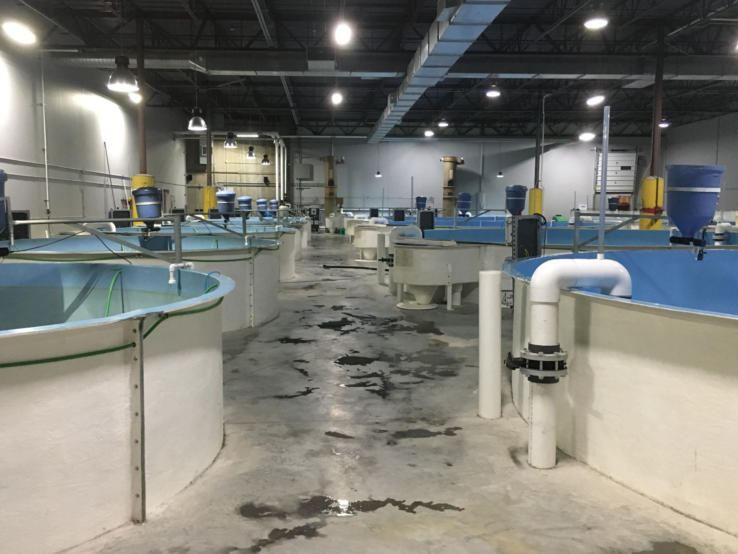 RAS recirculating aquaculture system Hydrotech drum filter belt aquaculture