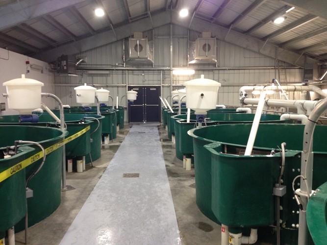 Indoor Aquaculture Hatchery RAS