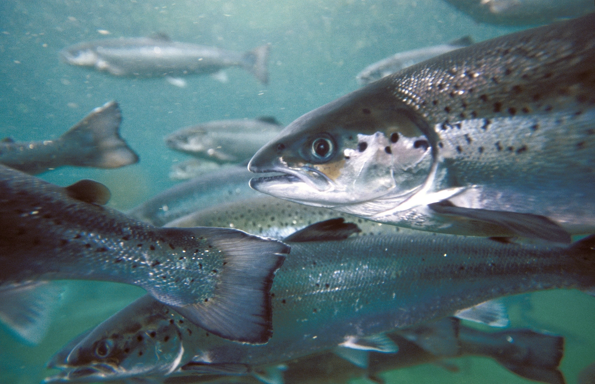 PR Aqua, RAS Aquaculture Engineering & Design Salmon
