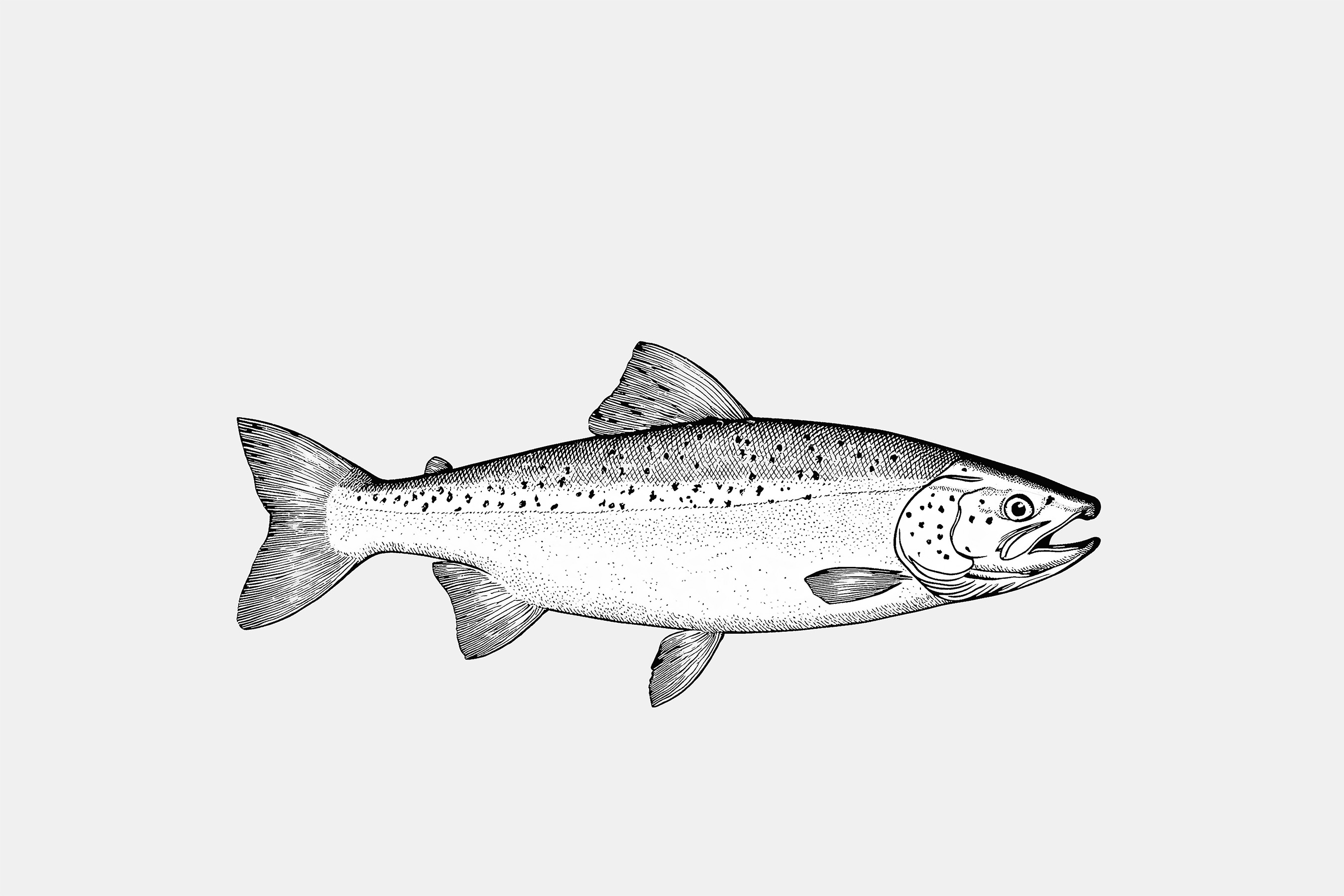 Sketch of the side view of a salmon with a light background