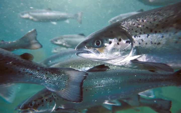 PR Aqua, RAS Aquaculture Engineering & Design Salmon