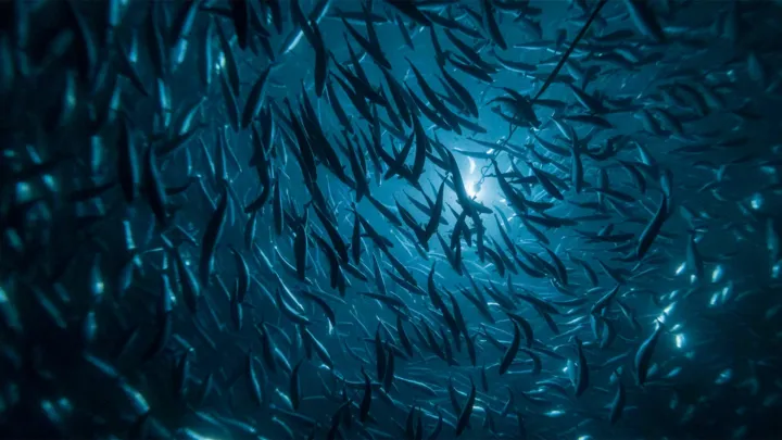 Salmon in the tank