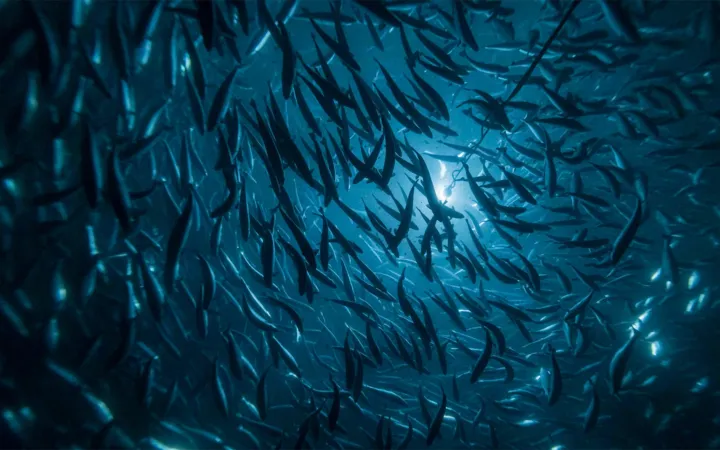Salmon in the tank