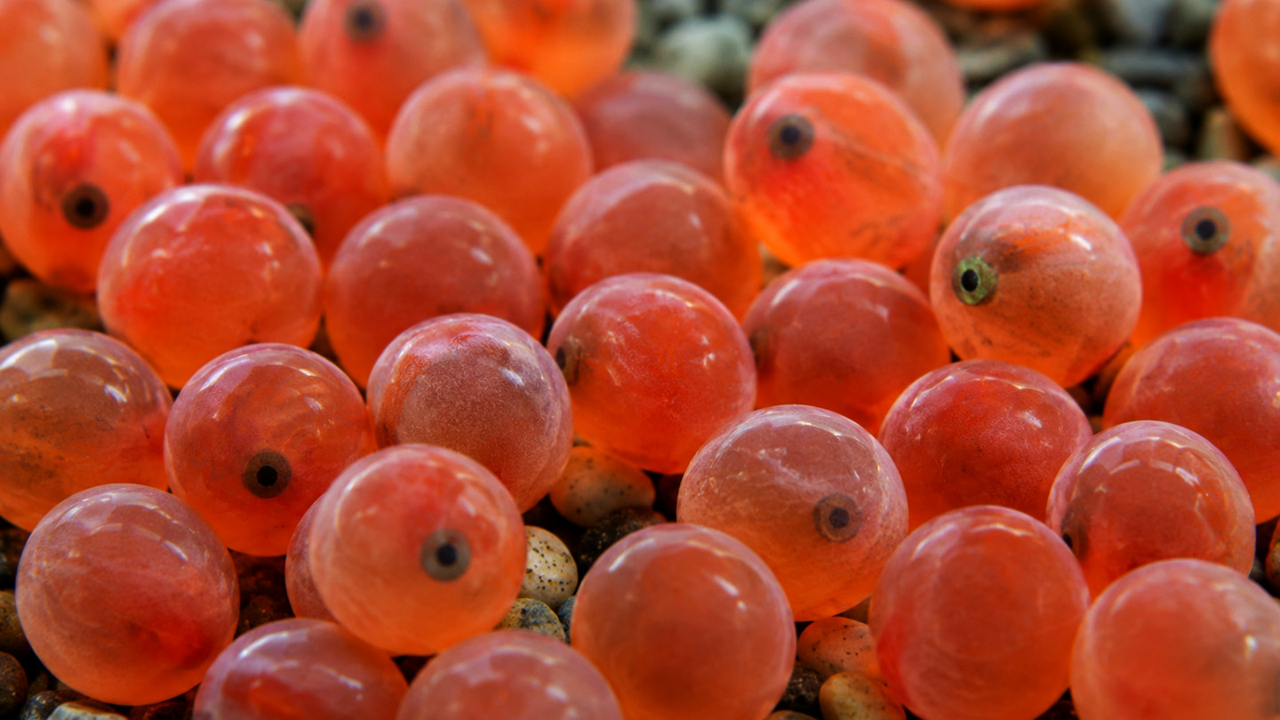 Eyed Eggs