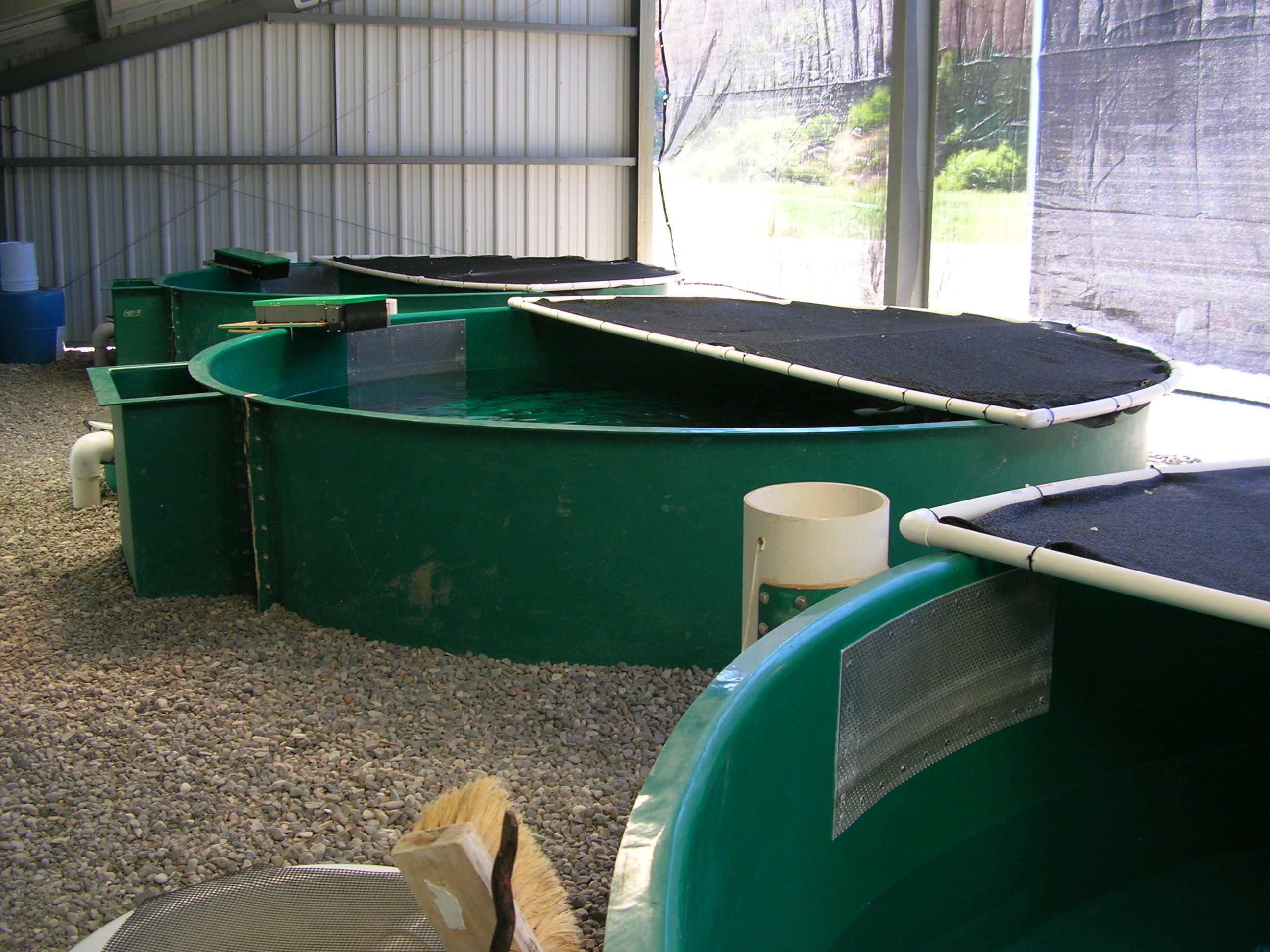 Aquaculture tanks at the Wigwam Rearing Station