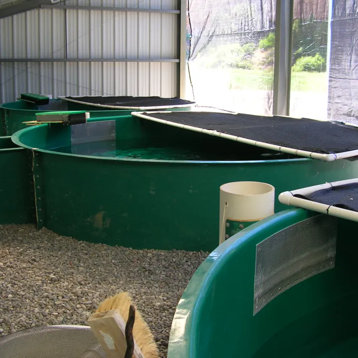 Aquaculture tanks at the Wigwam Rearing Station