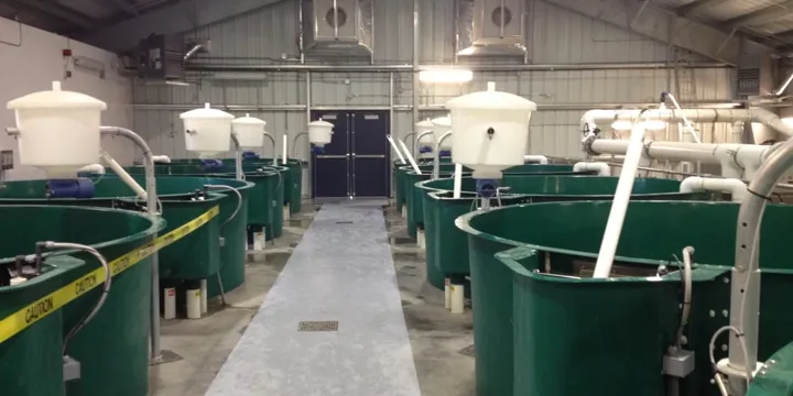 Nechako Hatchery Indoor Pools