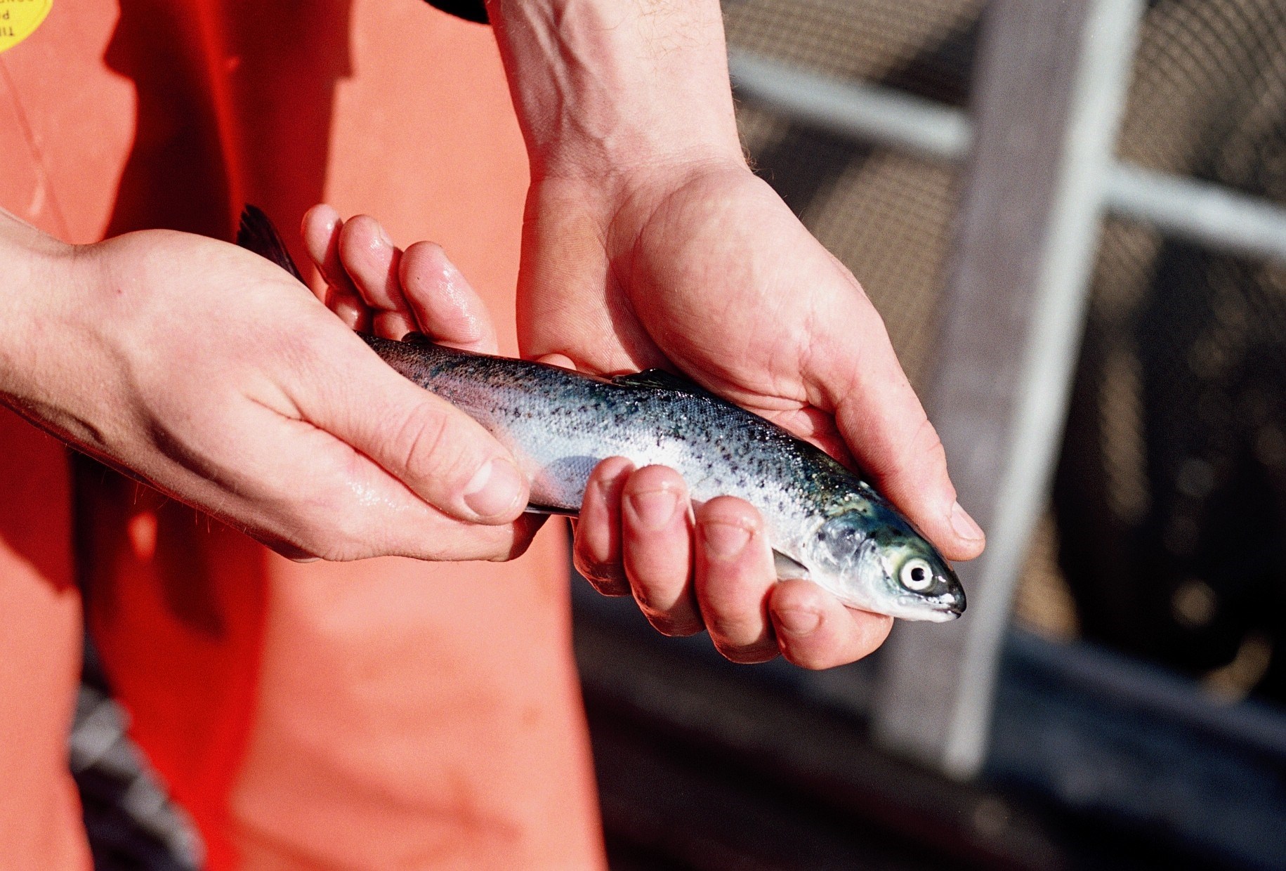 RAS Design Hydrotech Fish