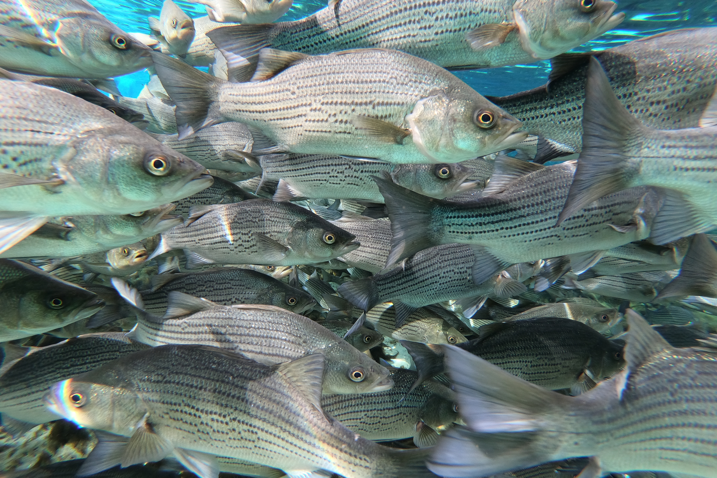 Fish swimming in a tank at HSB RAS Facility Rebuild