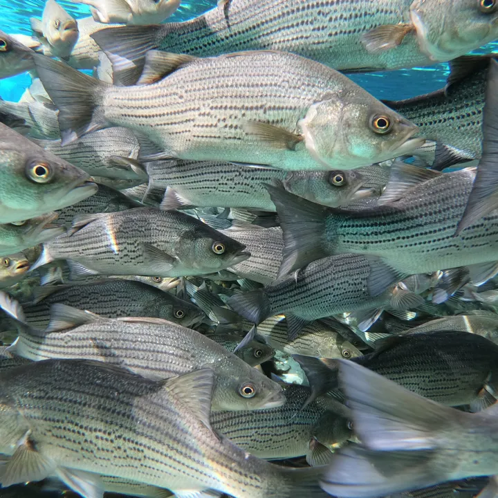 Fish swimming in a tank at HSB RAS Facility Rebuild