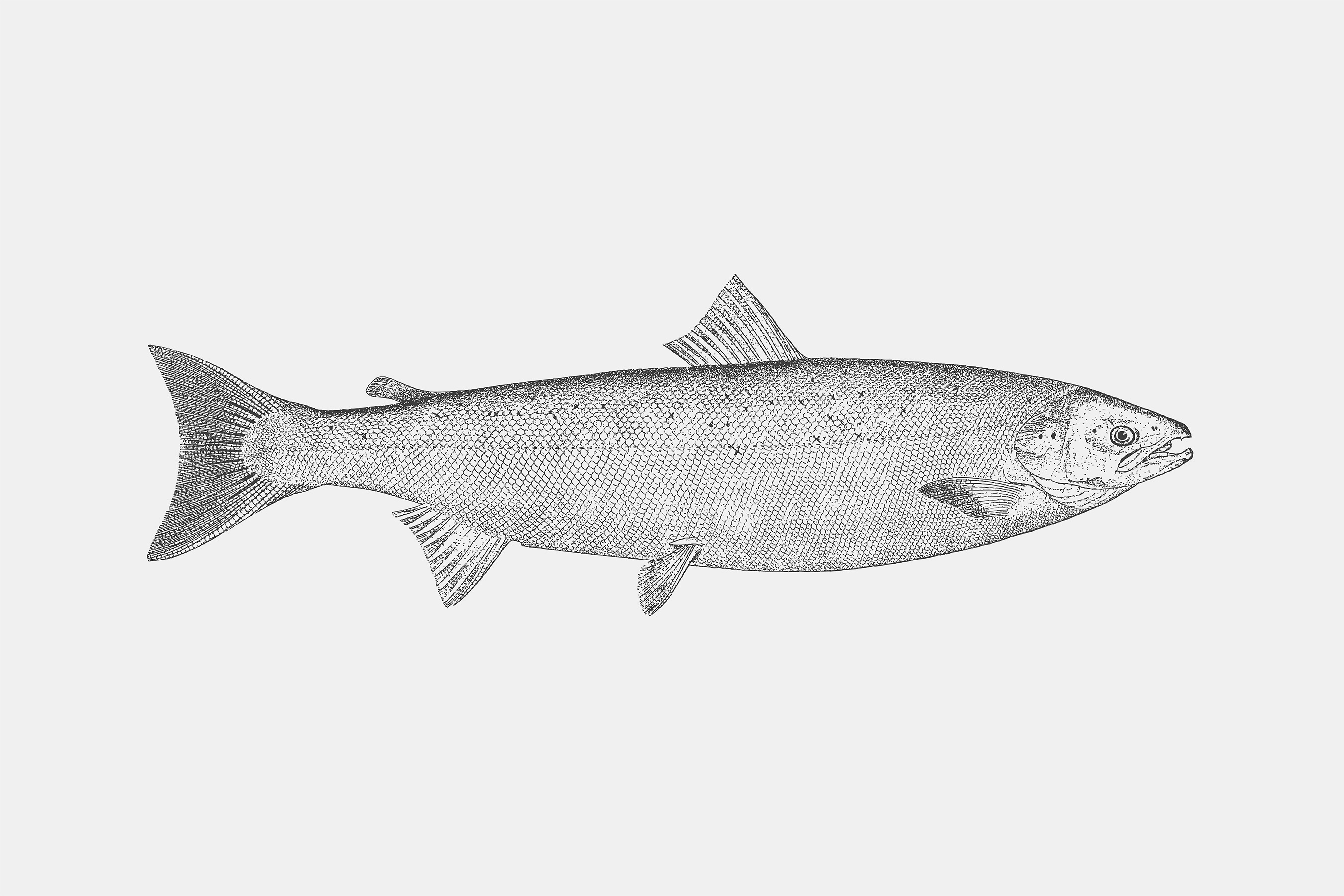 Sketch of a salmon