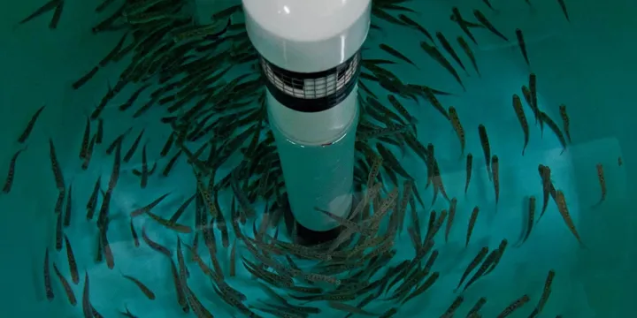 Anchorage Hatchery Aquaculture Tank