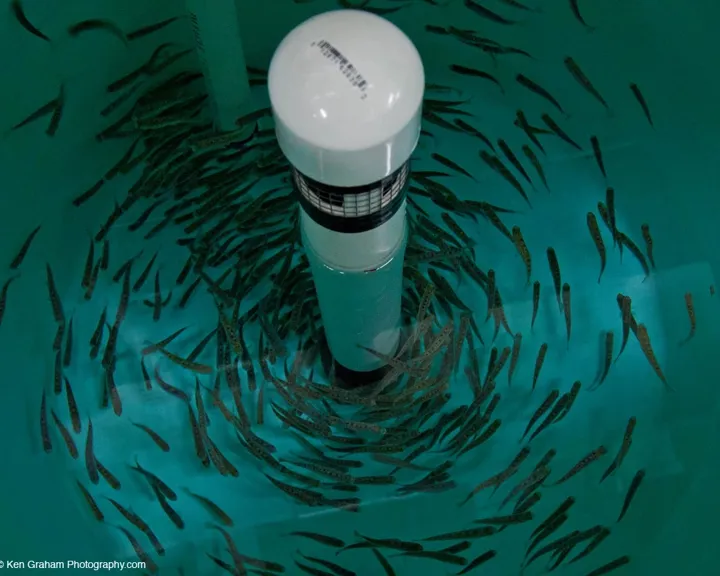 Anchorage Hatchery Aquaculture Tank