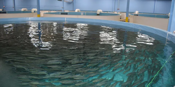 Fish Farming RAS Pools