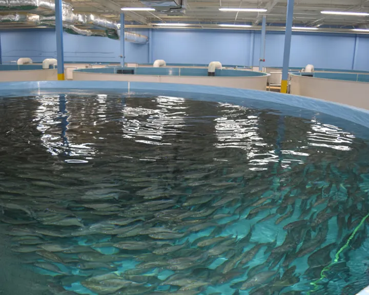 Fish Farming RAS Pools