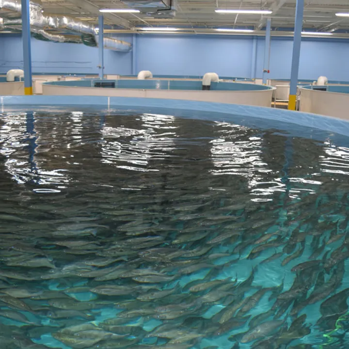 Fish Farming RAS Pools