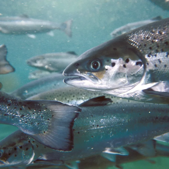 Fish swimming in a tank at the Kuwait Institute of Scientific Research