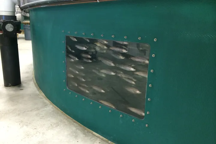 Recirculating Aquaculture System