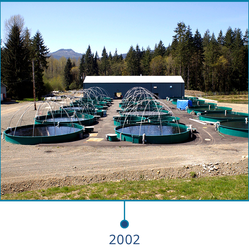 Big Tree Creek fry and smolt facility is designed, built, and supported by PR Aqua in 2002