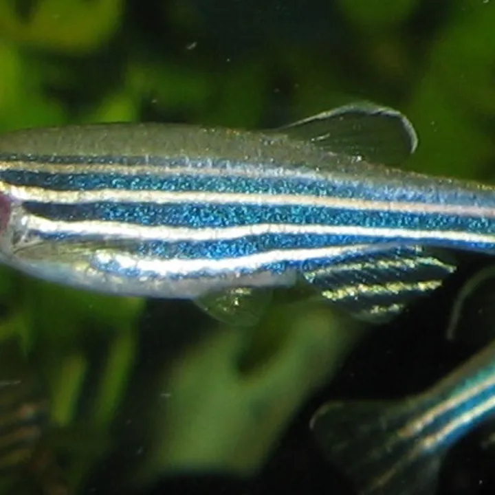 Zebrafish at Huestis Hall Aquatic Laboratory