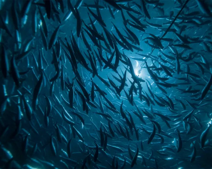 Salmon In Tank